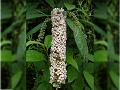 Long Spiked Butterfly Bush